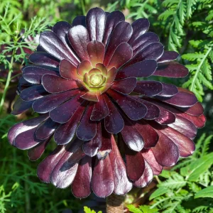 - Image 1