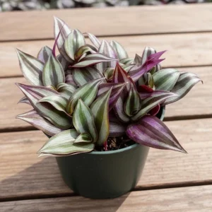 - Image 3