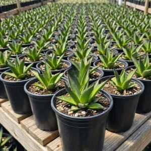 - Image 3