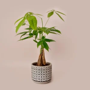 - Image 3