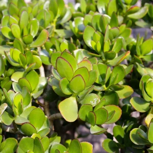 - Image 3