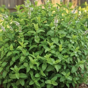 - Image 3