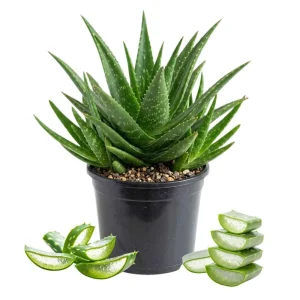 - Image 1