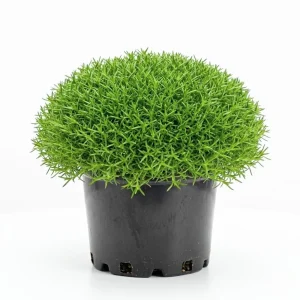 - Image 1
