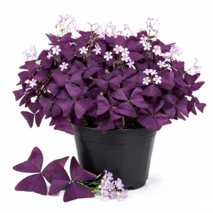 - Image 1