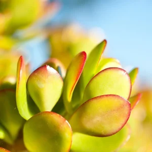 - Image 4