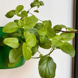 - Image 4