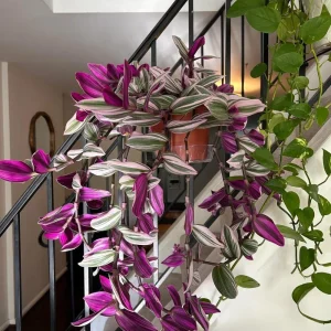 - Image 4