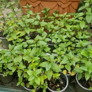 - Image 4