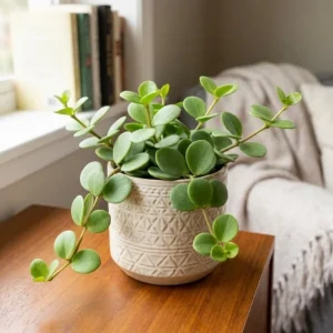 - Image 4