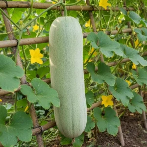 - Image 4