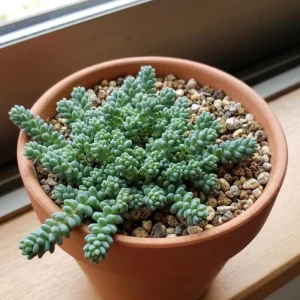 - Image 4