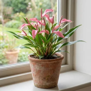 - Image 4