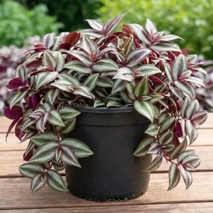 - Image 1