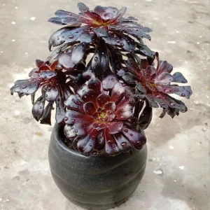 - Image 5