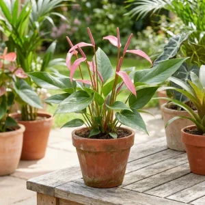 - Image 5