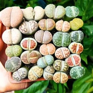 - Image 5