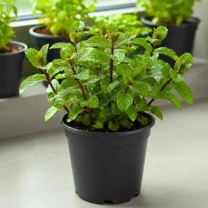 - Image 5