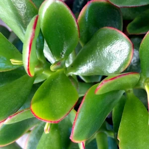 - Image 5