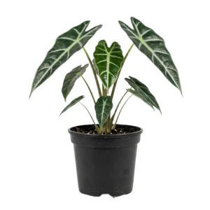 - Image 1