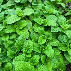 - Image 6
