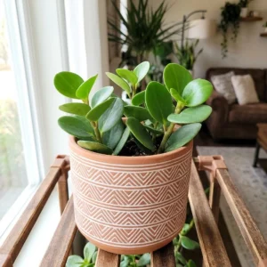 - Image 6