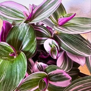 - Image 6