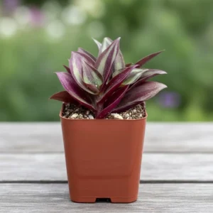 - Image 6