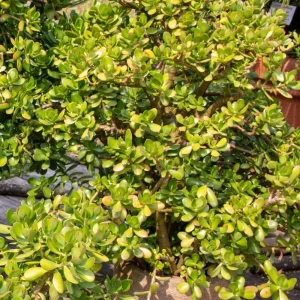 - Image 6