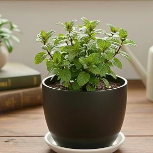 - Image 6