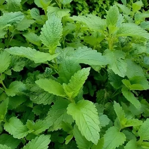 - Image 6