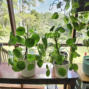 - Image 6
