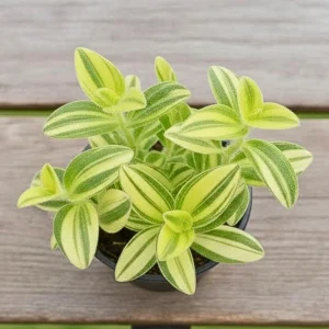 - Image 6