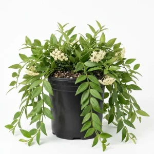 - Image 1