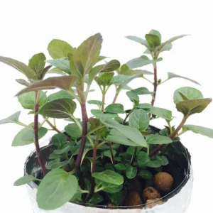 - Image 7