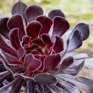 - Image 7
