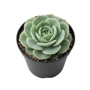 - Image 1
