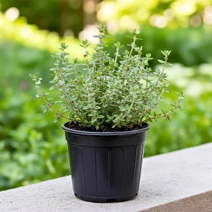 - Image 1