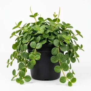 - Image 1
