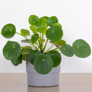 - Image 1