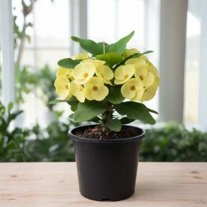 - Image 8