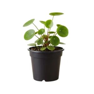 - Image 8