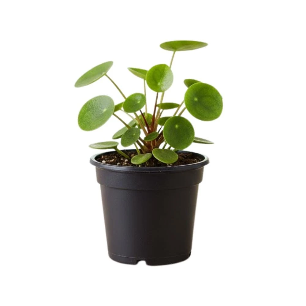 - Image 8