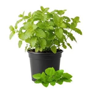 - Image 1