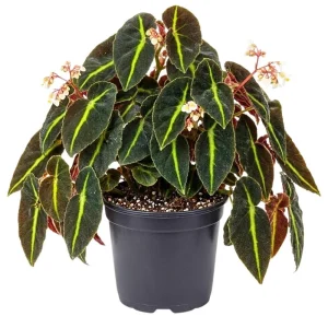 - Image 1