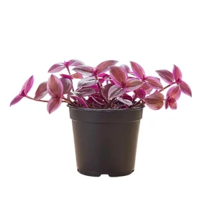 - Image 1