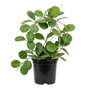 - Image 1