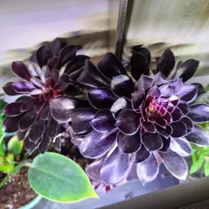 - Image 9
