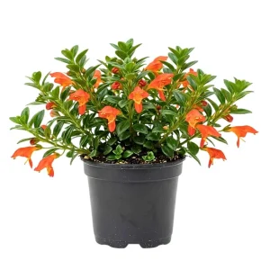 - Image 1