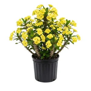 - Image 1